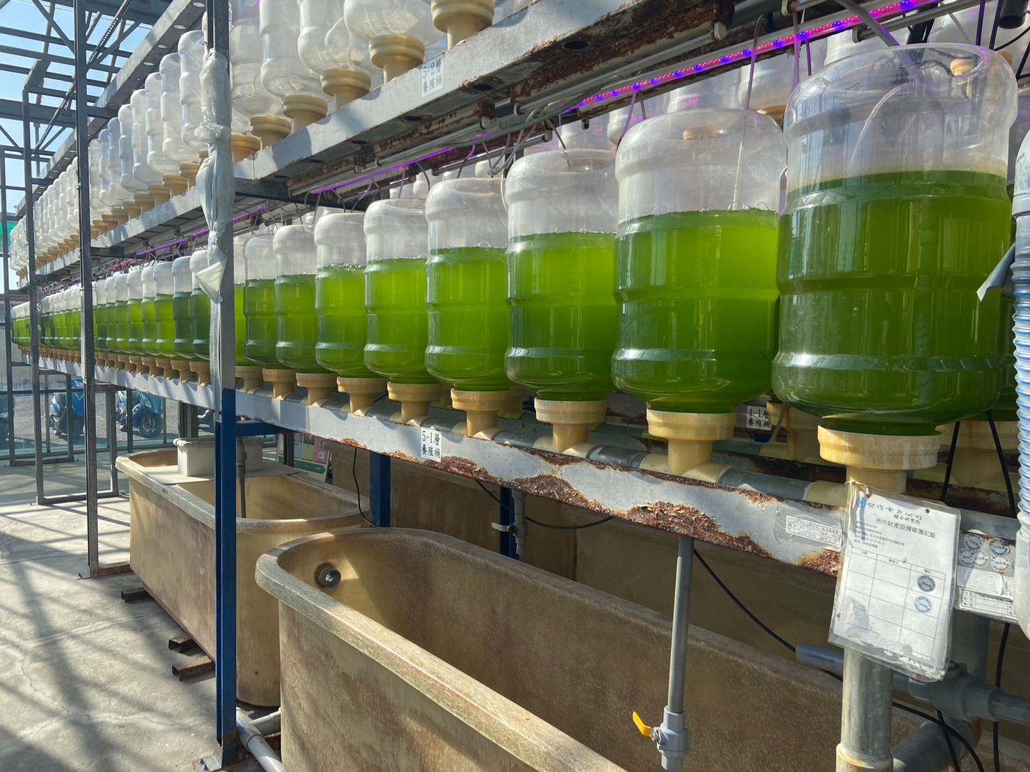 培植微藻。